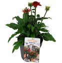 Bild von VP Echinacea P19 knop Lakota Orange / Red